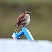 Chestnut-winged Cinclodes