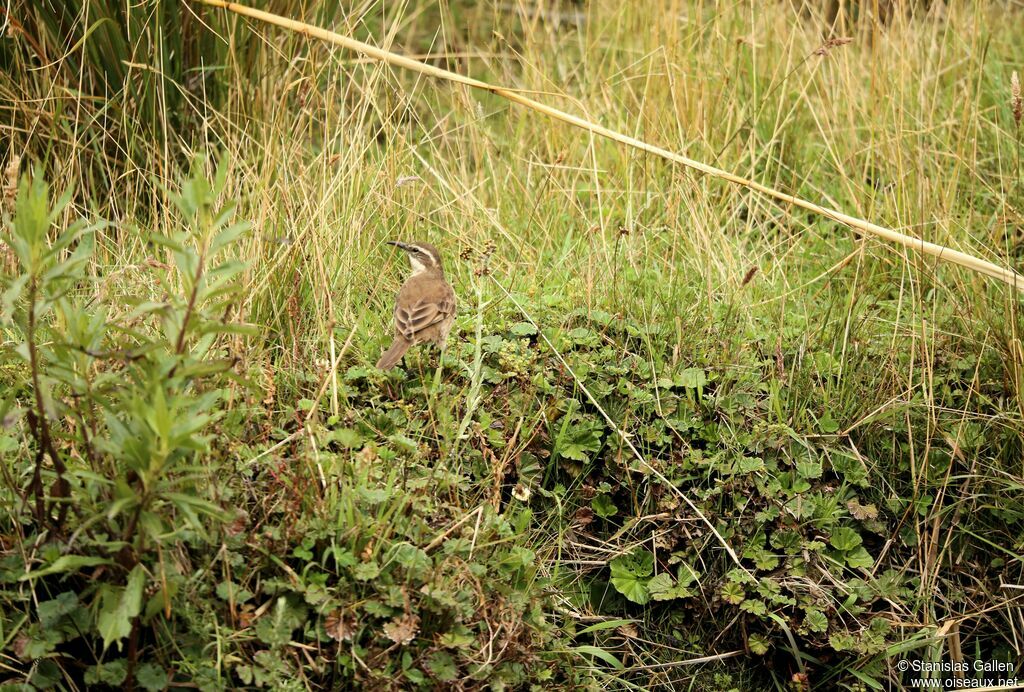 Chestnut-winged Cinclodesadult