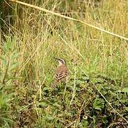 Chestnut-winged Cinclodes