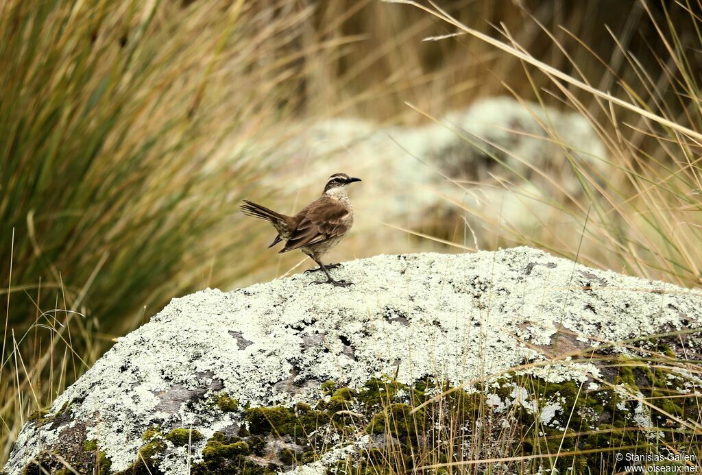 Cinclode à ailes marron mâle adulte