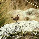 Cinclode à ailes marron