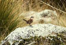 Cinclode à ailes marron