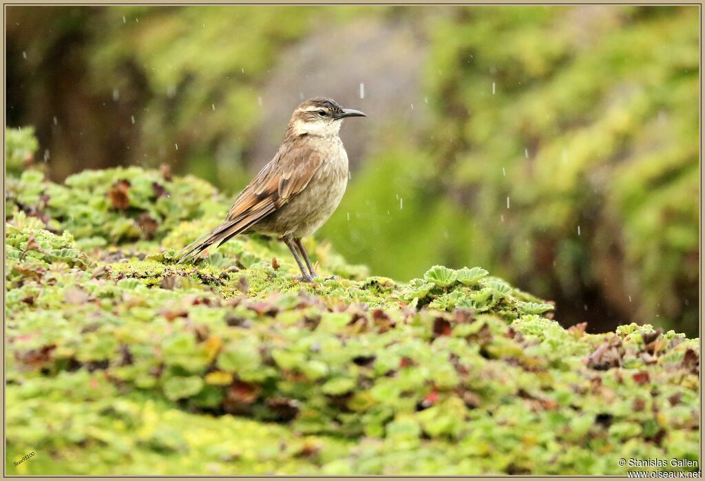 Chestnut-winged Cinclodesadult