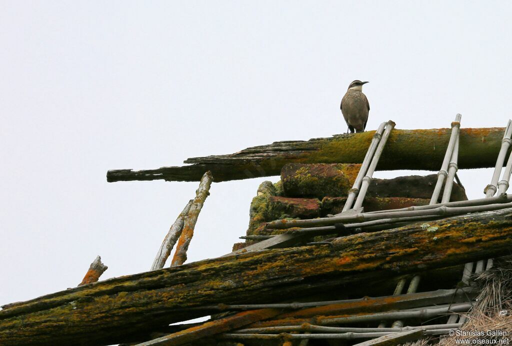 Stout-billed Cinclodes male adult breeding, song