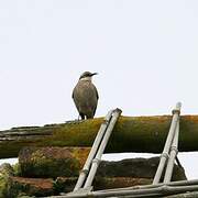 Stout-billed Cinclodes