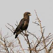 Western Banded Snake Eagle