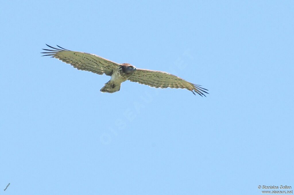 Short-toed Snake Eagleadult post breeding, Flight