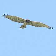 Short-toed Snake Eagle