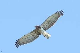 Short-toed Snake Eagle