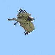 Short-toed Snake Eagle