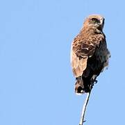 Short-toed Snake Eagle