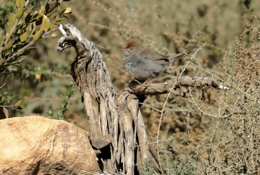 Neddicky male adult, identification