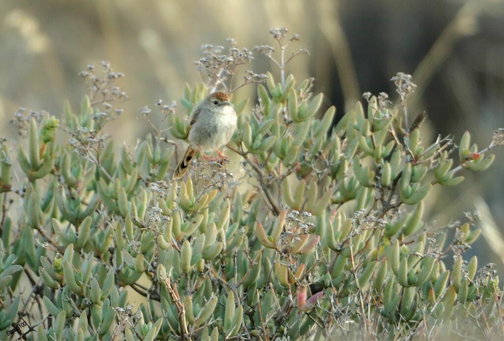 Grey-backed Cisticola male adult breeding