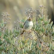 Grey-backed Cisticola