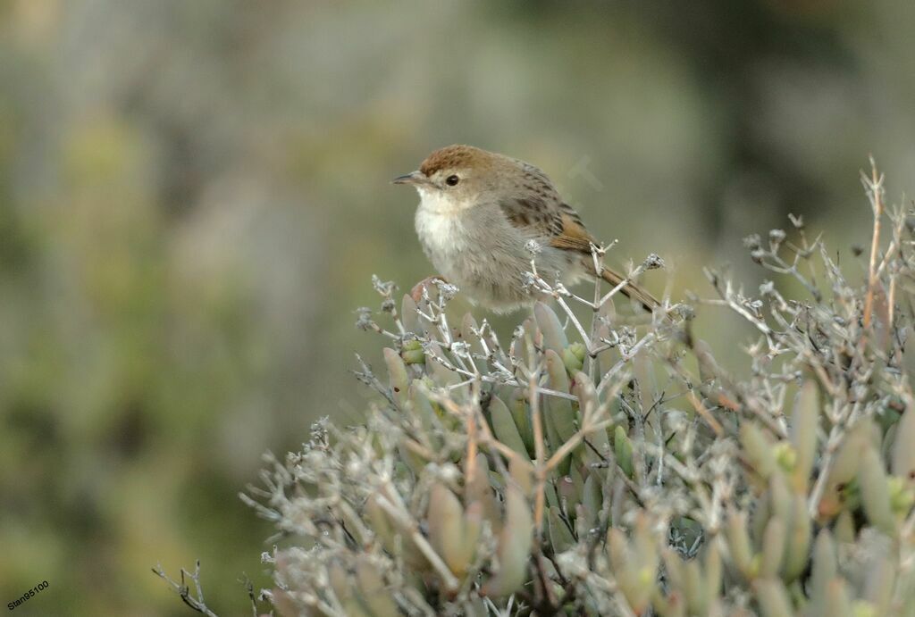 Grey-backed Cisticola