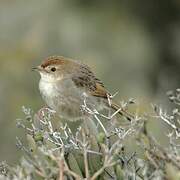 Grey-backed Cisticola