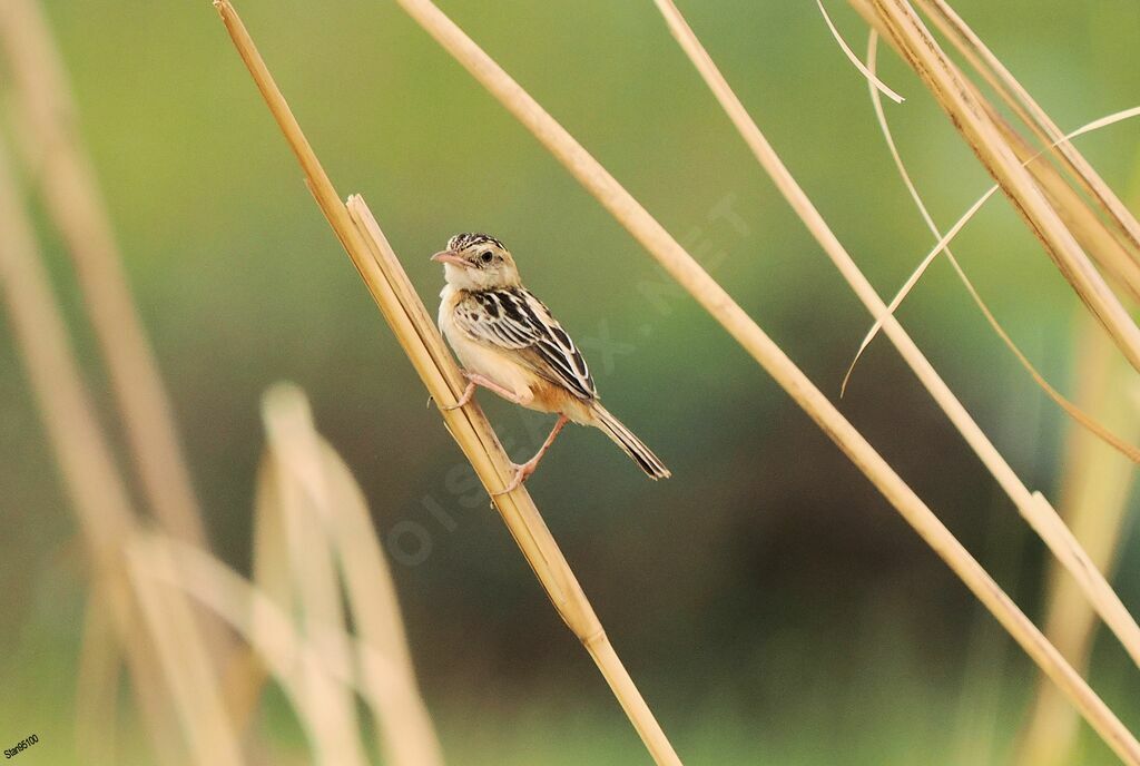 Black-backed Cisticola male adult