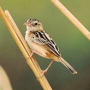 Black-backed Cisticola