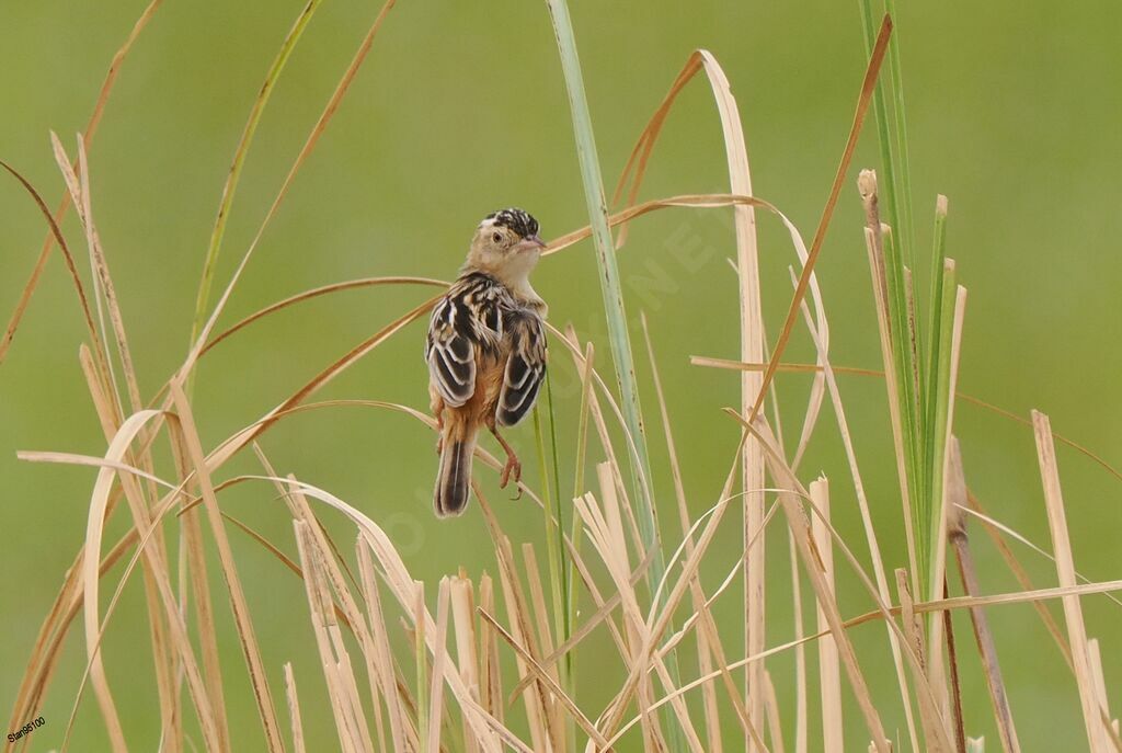 Black-backed Cisticola male adult