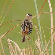 Black-backed Cisticola