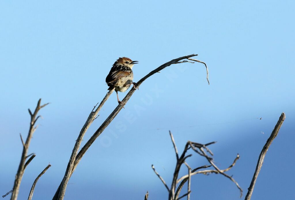 Levaillant's Cisticola male adult breeding, song