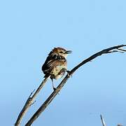 Levaillant's Cisticola