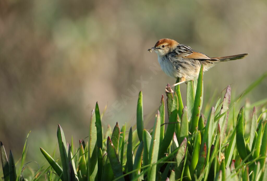 Levaillant's Cisticola male adult, Reproduction-nesting