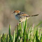 Levaillant's Cisticola