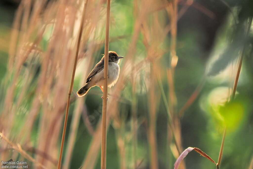 Dorst's Cisticola male adult breeding