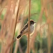 Dorst's Cisticola