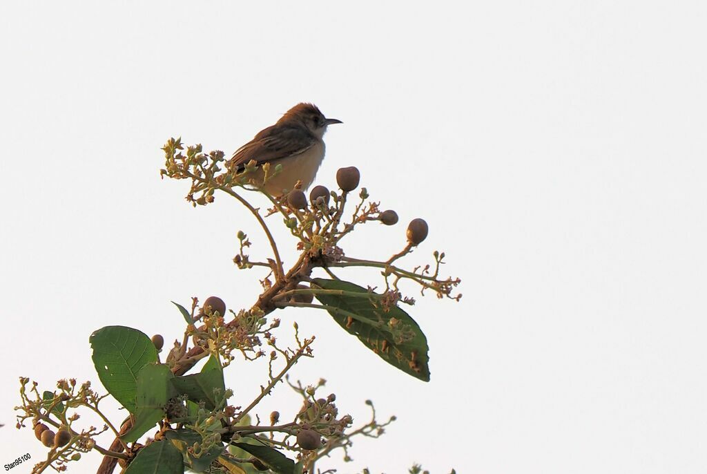 Dorst's Cisticola male adult breeding