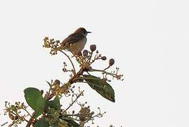 Dorst's Cisticola