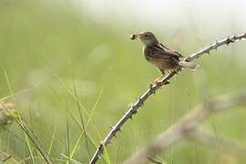 Zitting Cisticola