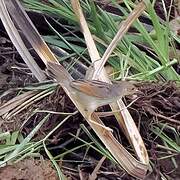 Winding Cisticola