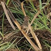 Winding Cisticola