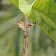 Rufous-winged Cisticola