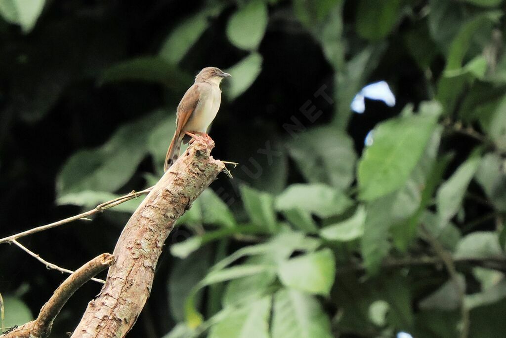 Whistling Cisticola male adult