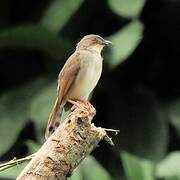 Whistling Cisticola