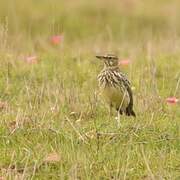 Large-billed Lark