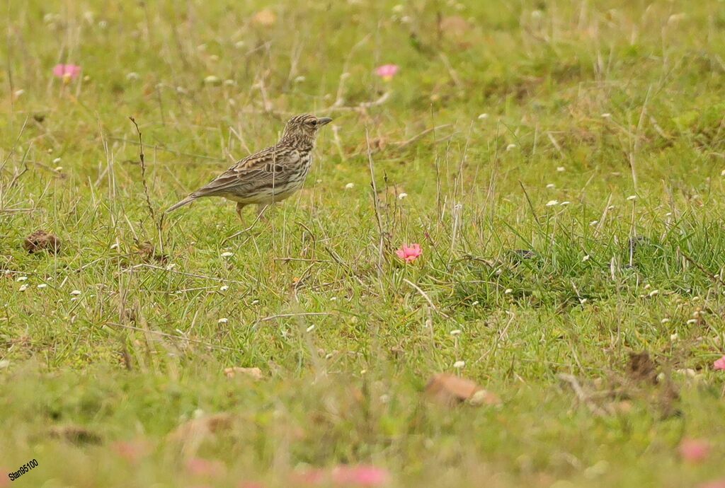 Large-billed Lark male adult, walking