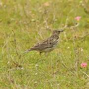 Large-billed Lark