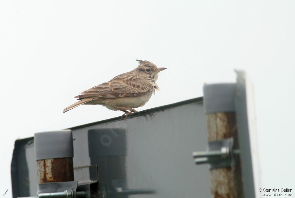 Cochevis huppéadulte