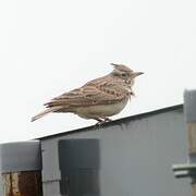 Crested Lark