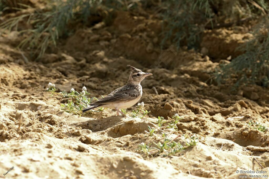 Crested Larkadult breeding