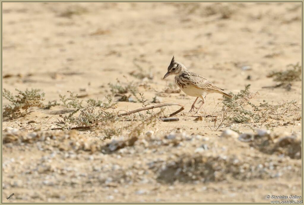 Crested Larkadult