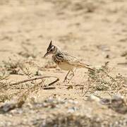 Crested Lark