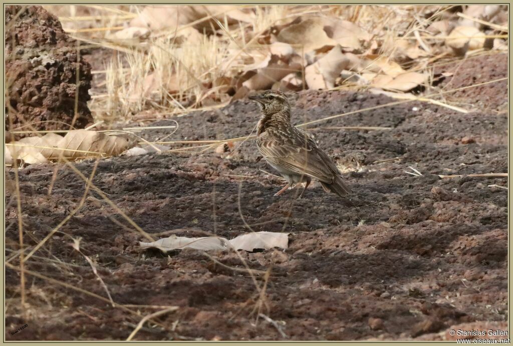 Sun Lark male adult