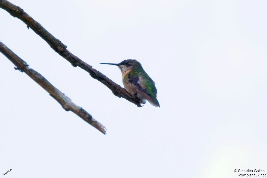 Ruby-throated Hummingbirdadult transition