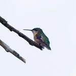 Colibri à gorge rubis