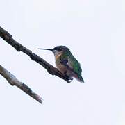 Ruby-throated Hummingbird